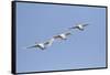 Trumpeter Swans in flight Riverlands Migratory Bird Sanctuary, West Alton, Missouri-Richard & Susan Day-Framed Stretched Canvas