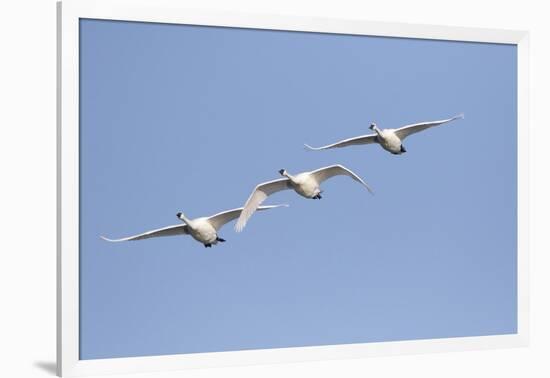 Trumpeter Swans in flight Riverlands Migratory Bird Sanctuary, West Alton, Missouri-Richard & Susan Day-Framed Photographic Print