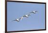 Trumpeter Swans in flight Riverlands Migratory Bird Sanctuary, West Alton, Missouri-Richard & Susan Day-Framed Photographic Print