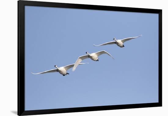 Trumpeter Swans in flight Riverlands Migratory Bird Sanctuary, West Alton, Missouri-Richard & Susan Day-Framed Photographic Print