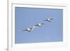 Trumpeter Swans in flight Riverlands Migratory Bird Sanctuary, West Alton, Missouri-Richard & Susan Day-Framed Photographic Print