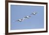 Trumpeter Swans in flight Riverlands Migratory Bird Sanctuary, West Alton, Missouri-Richard & Susan Day-Framed Photographic Print