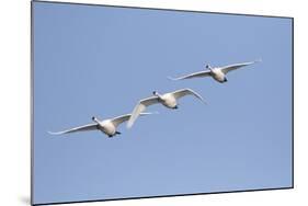 Trumpeter Swans in flight Riverlands Migratory Bird Sanctuary, West Alton, Missouri-Richard & Susan Day-Mounted Photographic Print