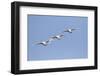 Trumpeter Swans in flight Riverlands Migratory Bird Sanctuary, West Alton, Missouri-Richard & Susan Day-Framed Photographic Print