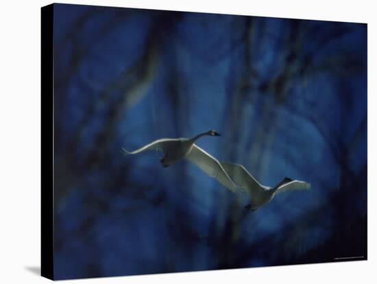 Trumpeter Swans in Flight-Vernon Merritt III-Stretched Canvas