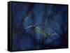 Trumpeter Swans in Flight-Vernon Merritt III-Framed Stretched Canvas