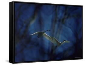 Trumpeter Swans in Flight-Vernon Merritt III-Framed Stretched Canvas