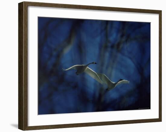 Trumpeter Swans in Flight-Vernon Merritt III-Framed Photographic Print