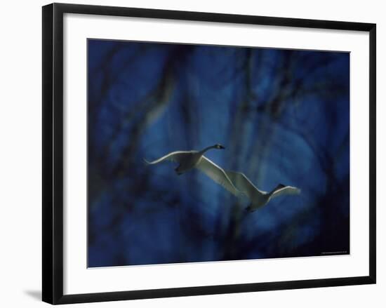 Trumpeter Swans in Flight-Vernon Merritt III-Framed Photographic Print