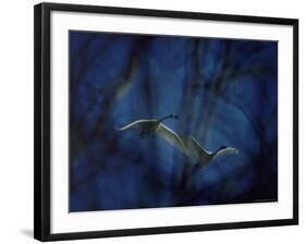 Trumpeter Swans in Flight-Vernon Merritt III-Framed Photographic Print