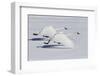 Trumpeter Swans Taking Flight-Ken Archer-Framed Photographic Print