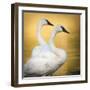 Trumpeter Swans, Yellowstone National Park, Wyoming-Maresa Pryor-Framed Photographic Print