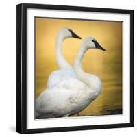 Trumpeter Swans, Yellowstone National Park, Wyoming-Maresa Pryor-Framed Photographic Print