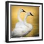 Trumpeter Swans, Yellowstone National Park, Wyoming-Maresa Pryor-Framed Photographic Print