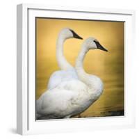 Trumpeter Swans, Yellowstone National Park, Wyoming-Maresa Pryor-Framed Photographic Print