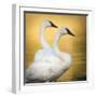 Trumpeter Swans, Yellowstone National Park, Wyoming-Maresa Pryor-Framed Photographic Print