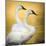 Trumpeter Swans, Yellowstone National Park, Wyoming-Maresa Pryor-Mounted Photographic Print