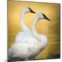 Trumpeter Swans, Yellowstone National Park, Wyoming-Maresa Pryor-Mounted Photographic Print