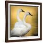 Trumpeter Swans, Yellowstone National Park, Wyoming-Maresa Pryor-Framed Photographic Print