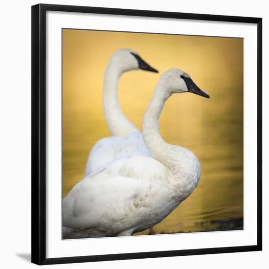 Trumpeter Swans, Yellowstone National Park, Wyoming-Maresa Pryor-Framed Photographic Print