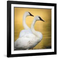 Trumpeter Swans, Yellowstone National Park, Wyoming-Maresa Pryor-Framed Photographic Print