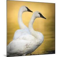 Trumpeter Swans, Yellowstone National Park, Wyoming-Maresa Pryor-Mounted Photographic Print