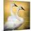 Trumpeter Swans, Yellowstone National Park, Wyoming-Maresa Pryor-Mounted Photographic Print