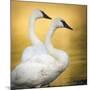 Trumpeter Swans, Yellowstone National Park, Wyoming-Maresa Pryor-Mounted Photographic Print