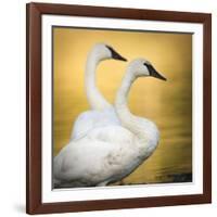 Trumpeter Swans, Yellowstone National Park, Wyoming-Maresa Pryor-Framed Photographic Print