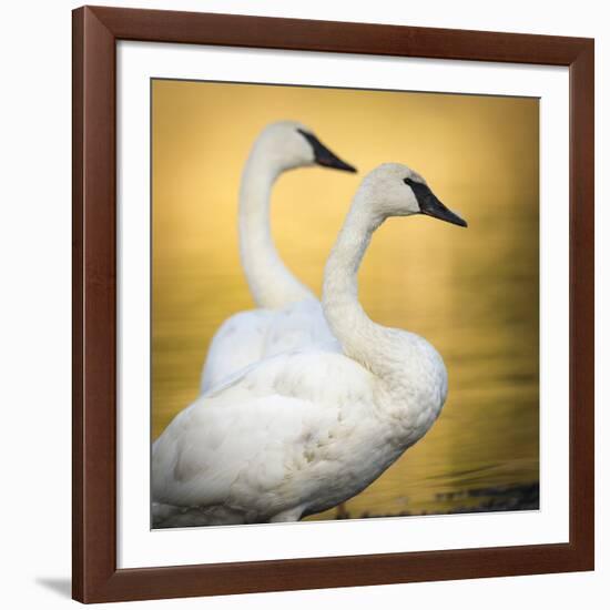 Trumpeter Swans, Yellowstone National Park, Wyoming-Maresa Pryor-Framed Photographic Print