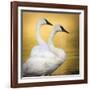 Trumpeter Swans, Yellowstone National Park, Wyoming-Maresa Pryor-Framed Photographic Print