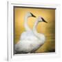 Trumpeter Swans, Yellowstone National Park, Wyoming-Maresa Pryor-Framed Photographic Print