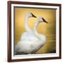 Trumpeter Swans, Yellowstone National Park, Wyoming-Maresa Pryor-Framed Photographic Print