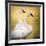 Trumpeter Swans, Yellowstone National Park, Wyoming-Maresa Pryor-Framed Photographic Print