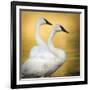 Trumpeter Swans, Yellowstone National Park, Wyoming-Maresa Pryor-Framed Photographic Print