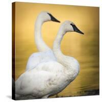 Trumpeter Swans, Yellowstone National Park, Wyoming-Maresa Pryor-Stretched Canvas