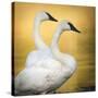 Trumpeter Swans, Yellowstone National Park, Wyoming-Maresa Pryor-Stretched Canvas