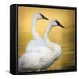 Trumpeter Swans, Yellowstone National Park, Wyoming-Maresa Pryor-Framed Stretched Canvas