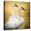 Trumpeter Swans, Yellowstone National Park, Wyoming-Maresa Pryor-Stretched Canvas