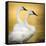 Trumpeter Swans, Yellowstone National Park, Wyoming-Maresa Pryor-Framed Stretched Canvas