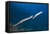 Trumpetfish (Aulostomus Chinensis)-Reinhard Dirscherl-Framed Stretched Canvas