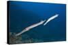 Trumpetfish (Aulostomus Chinensis)-Reinhard Dirscherl-Stretched Canvas