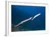 Trumpetfish (Aulostomus Chinensis)-Reinhard Dirscherl-Framed Photographic Print