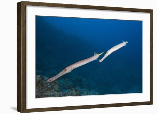 Trumpetfish (Aulostomus Chinensis)-Reinhard Dirscherl-Framed Photographic Print