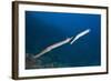 Trumpetfish (Aulostomus Chinensis)-Reinhard Dirscherl-Framed Photographic Print