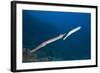 Trumpetfish (Aulostomus Chinensis)-Reinhard Dirscherl-Framed Photographic Print