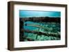 Trumpetfish (Aulostomus Maculatus) on Wreck-Franco Banfi-Framed Photographic Print