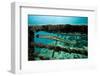 Trumpetfish (Aulostomus Maculatus) on Wreck-Franco Banfi-Framed Photographic Print