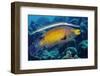 Trumpetfish using a Spanish Hogfish as a 'stalking horse'. Bonaire, Leeward Antilles, Caribbean-Linda Pitkin-Framed Photographic Print