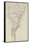 Trunk and Branches of a Tree in the Bois De Boulogne-Pierre Henri de Valenciennes-Framed Stretched Canvas